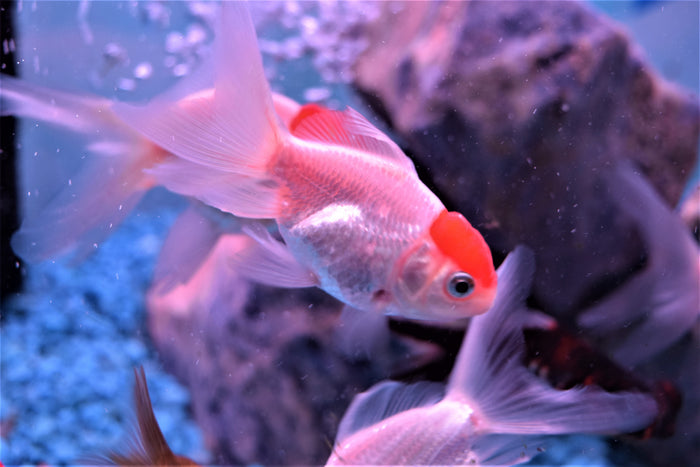 Red Cap Oranda