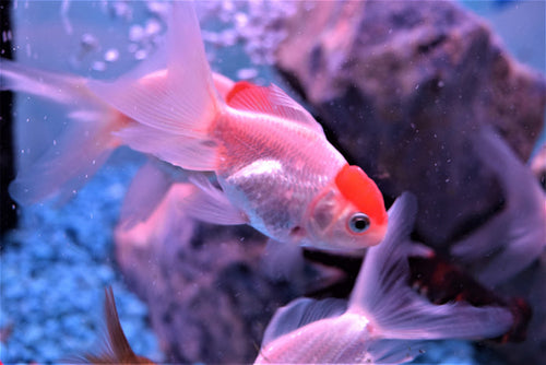Red Cap Oranda