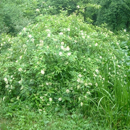 Swida-walteri-Dogwood-Seeds