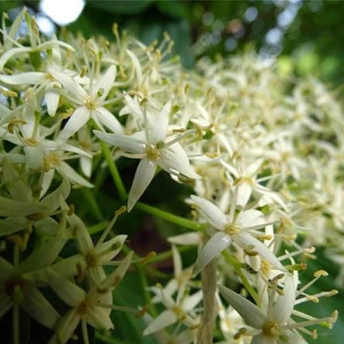 Swida-walteri-Dogwood-Seeds