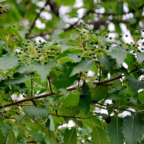 Swida-walteri-Dogwood-Seeds