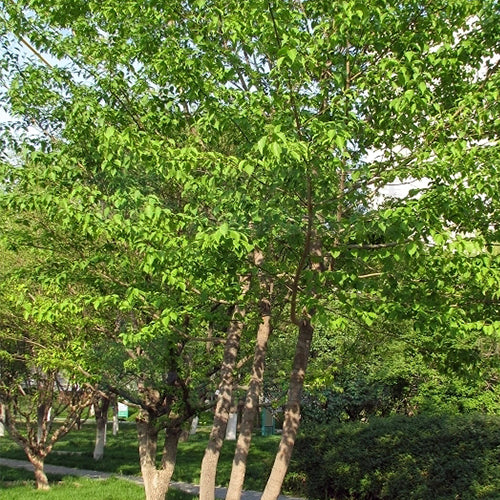 Swida-walteri-Dogwood-Seeds